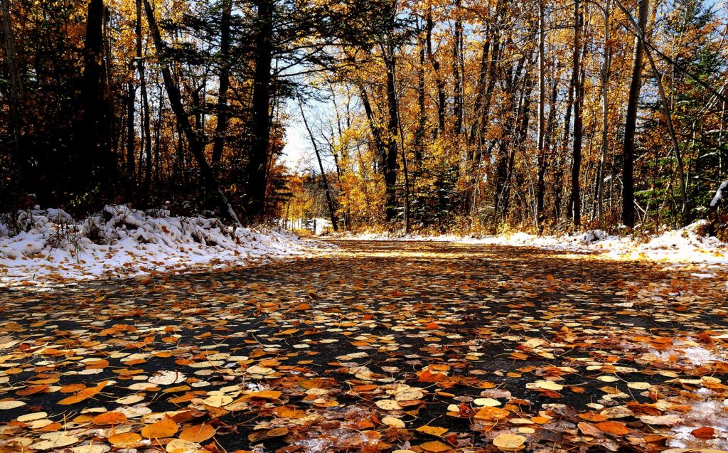Fish Creek Provincial Park in autumn