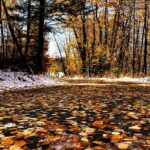 Fish Creek Provincial Park in autumn