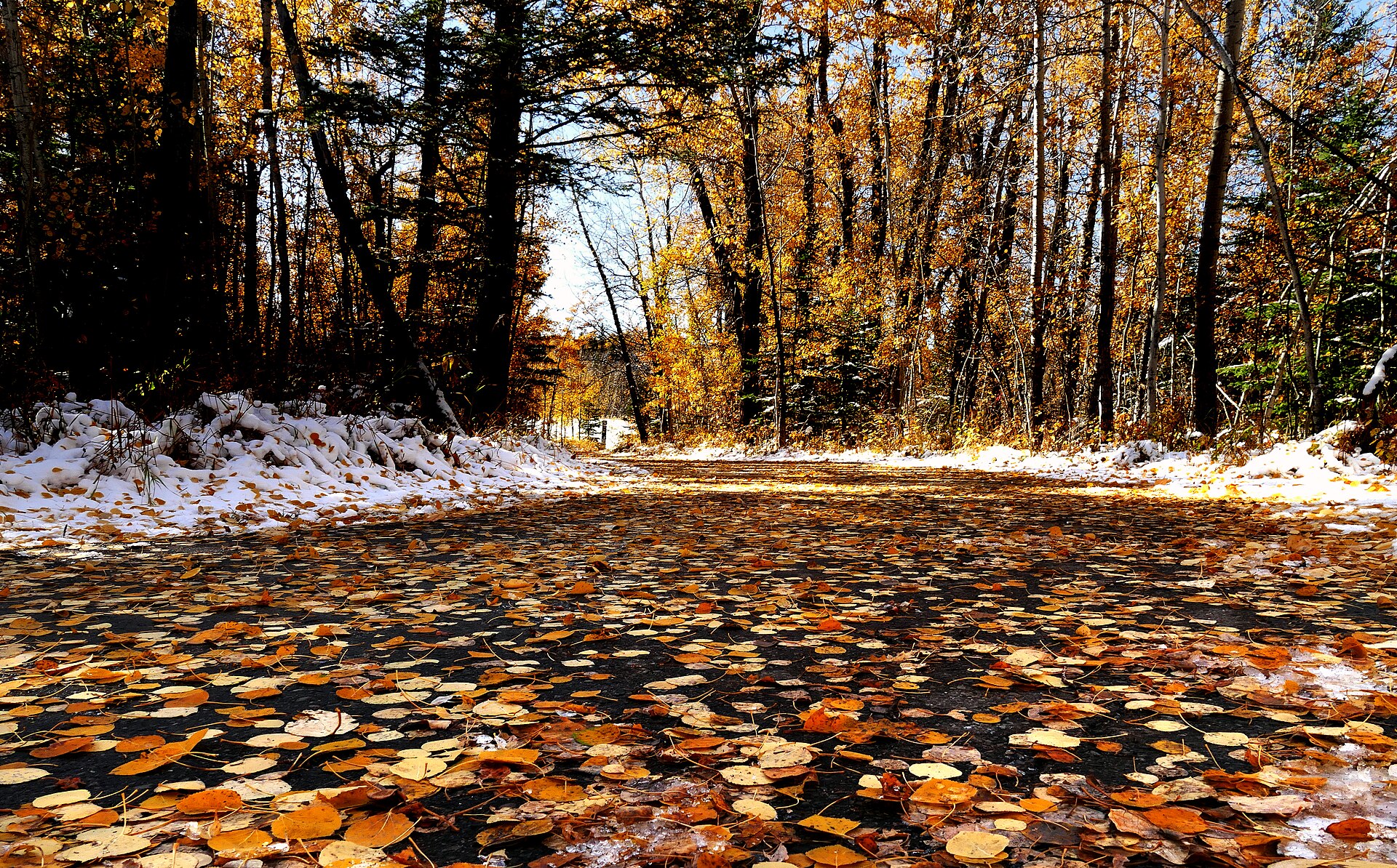Fish Creek Provincial Park in autumn