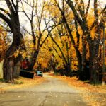 Tree-lined residential street in a mature Calgary neighbourhood